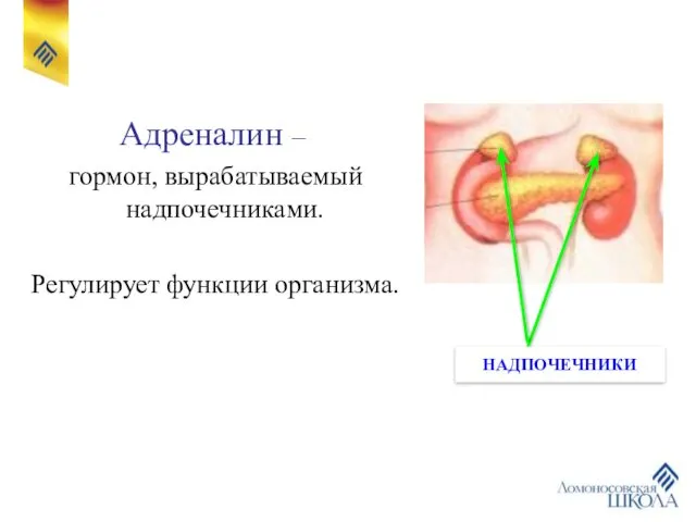 НАДПОЧЕЧНИКИ Адреналин – гормон, вырабатываемый надпочечниками. Регулирует функции организма.