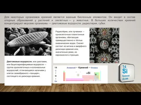 Для некоторых организмов кремний является важным биогенным элементом. Он входит в