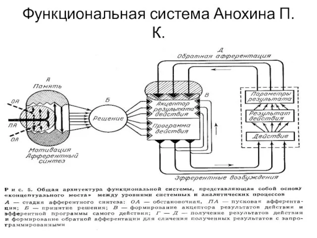 Функциональная система Анохина П.К.