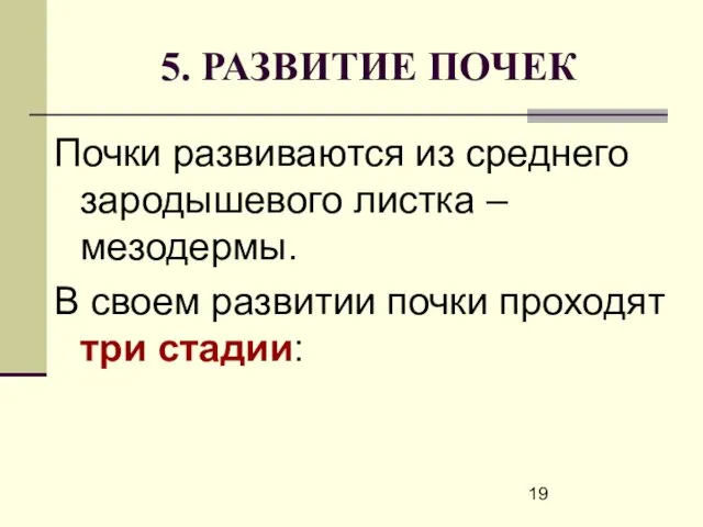 5. РАЗВИТИЕ ПОЧЕК Почки развиваются из среднего зародышевого листка – мезодермы.