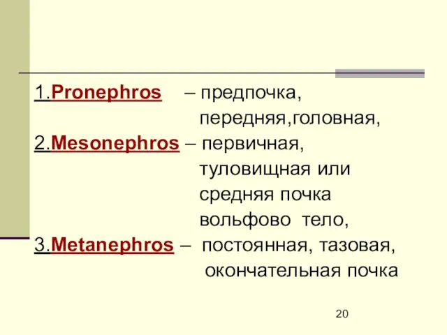 1.Pronephros – предпочка, передняя,головная, 2.Mesonephros – первичная, туловищная или средняя почка