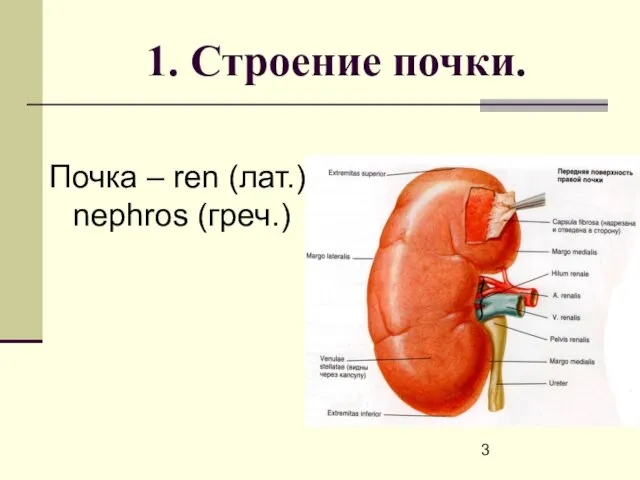 Почка – ren (лат.), nephros (греч.) 1. Строение почки.