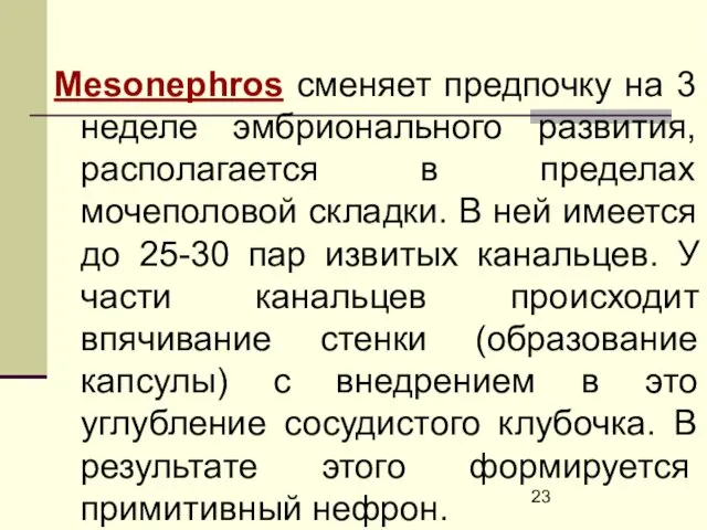 Mesonephros сменяет предпочку на 3 неделе эмбрионального развития, располагается в пределах