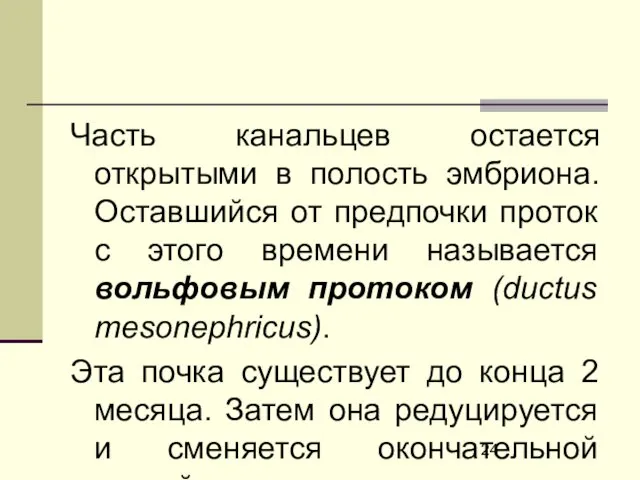 Часть канальцев остается открытыми в полость эмбриона. Оставшийся от предпочки проток