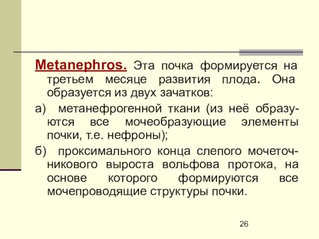 Metanephros. Эта почка формируется на третьем месяце развития плода. Она образуется