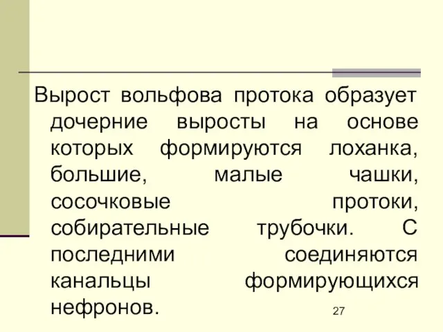 Вырост вольфова протока образует дочерние выросты на основе которых формируются лоханка,