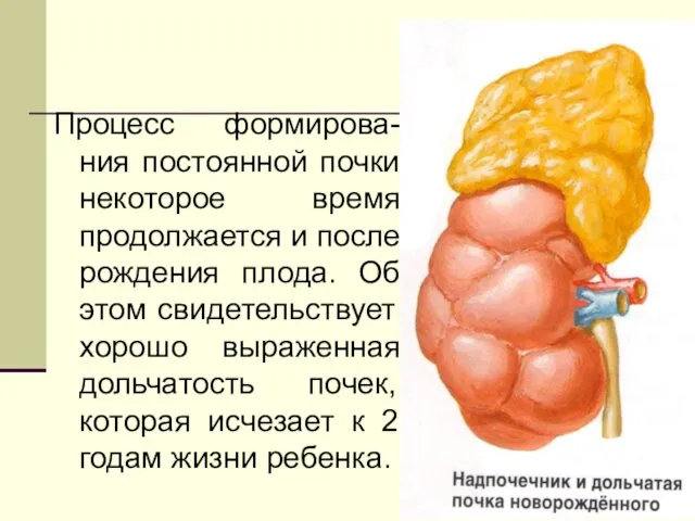 Процесс формирова-ния постоянной почки некоторое время продолжается и после рождения плода.