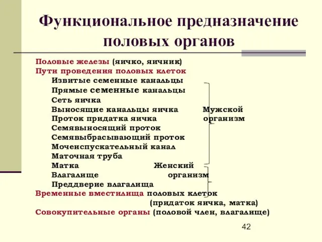 Функциональное предназначение половых органов Половые железы (яичко, яичник) Пути проведения половых