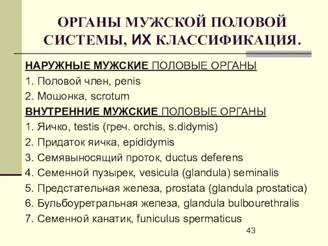 ОРГАНЫ МУЖСКОЙ ПОЛОВОЙ СИСТЕМЫ, ИХ КЛАССИФИКАЦИЯ. НАРУЖНЫЕ МУЖСКИЕ ПОЛОВЫЕ ОРГАНЫ 1.