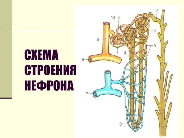 СХЕМА СТРОЕНИЯ НЕФРОНА