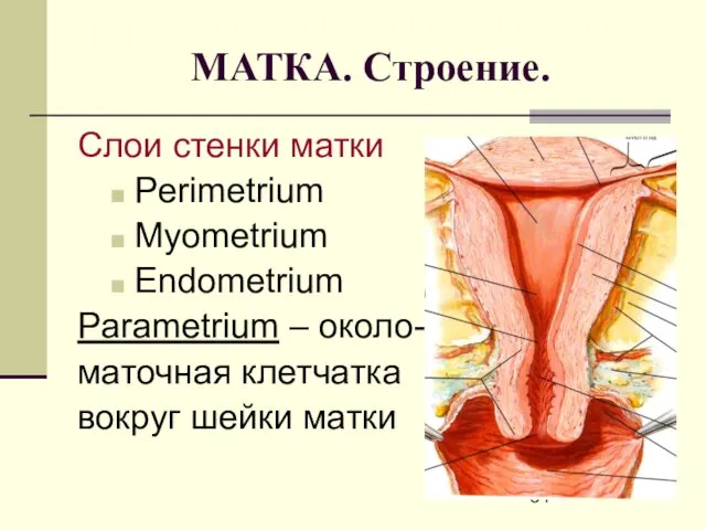 МАТКА. Строение. Слои стенки матки Perimetrium Myometrium Endometrium Parametrium – около- маточная клетчатка вокруг шейки матки