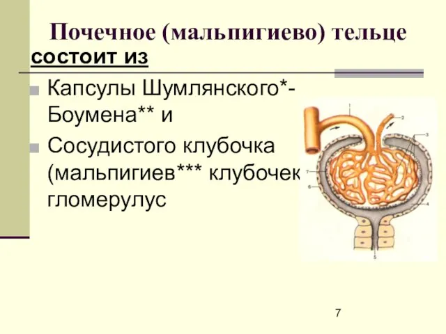 Почечное (мальпигиево) тельце состоит из Капсулы Шумлянского*-Боумена** и Сосудистого клубочка (мальпигиев*** клубочек) гломерулус