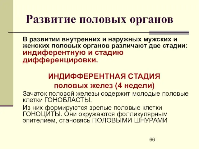 Развитие половых органов В развитии внутренних и наружных мужских и женских