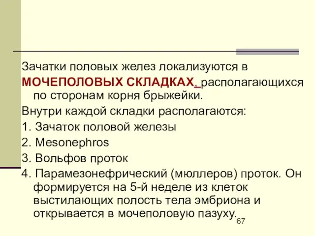 Зачатки половых желез локализуются в МОЧЕПОЛОВЫХ СКЛАДКАХ, располагающихся по сторонам корня