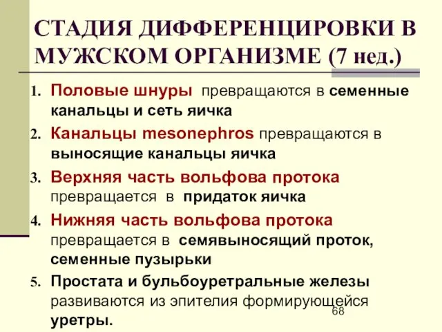 СТАДИЯ ДИФФЕРЕНЦИРОВКИ В МУЖСКОМ ОРГАНИЗМЕ (7 нед.) Половые шнуры превращаются в