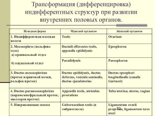 Трансформация (дифференцировка) индифферентных структур при развитии внутренних половых органов.