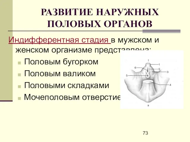 РАЗВИТИЕ НАРУЖНЫХ ПОЛОВЫХ ОРГАНОВ Индифферентная стадия в мужском и женском организме