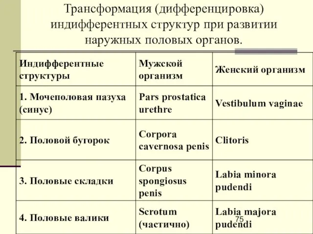 Трансформация (дифференцировка) индифферентных структур при развитии наружных половых органов.