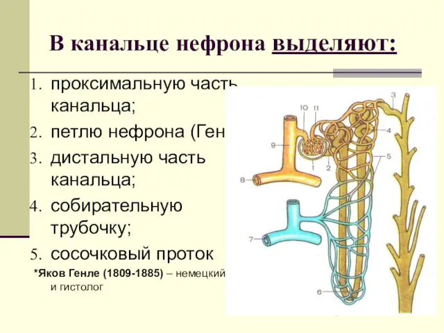 В канальце нефрона выделяют: проксимальную часть канальца; петлю нефрона (Генле*); дистальную