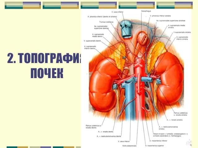 2. ТОПОГРАФИЯ ПОЧЕК