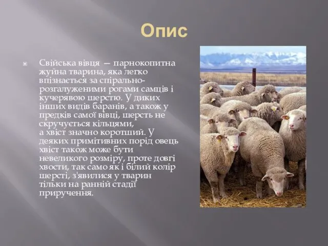 Опис Свійська вівця — парнокопитна жуйна тварина, яка легко впізнається за