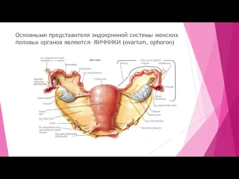 Основными представителя эндокринной системы женских половых органов являются- ЯИЧНИКИ (ovarium, ophoron)