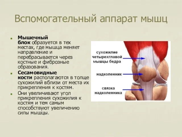 Вспомогательный аппарат мышц Мышечный блок образуется в тех местах, где мышца