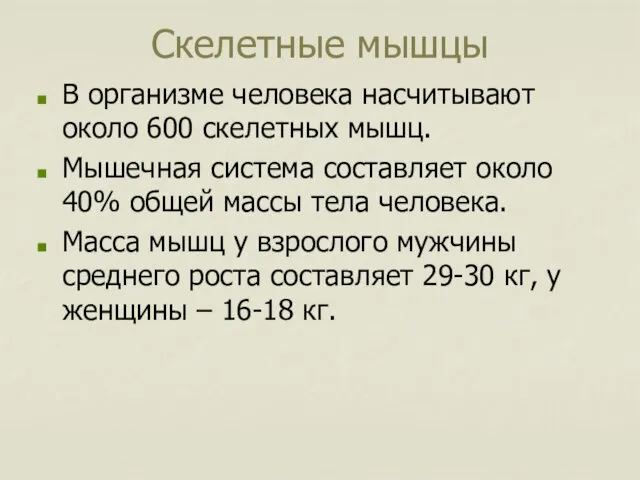 Скелетные мышцы В организме человека насчитывают около 600 скелетных мышц. Мышечная