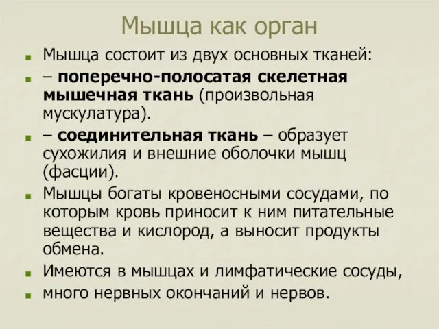 Мышца как орган Мышца состоит из двух основных тканей: – поперечно-полосатая