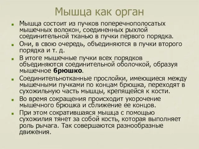 Мышца как орган Мышца состоит из пучков поперечнополосатых мышечных волокон, соединенных