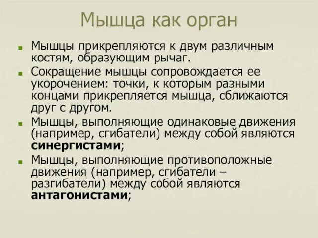 Мышца как орган Мышцы прикрепляются к двум различным костям, образующим рычаг.