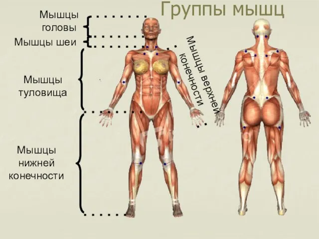 Группы мышц Мышцы головы Мышцы шеи Мышцы туловища Мышцы верхней конечности Мышцы нижней конечности