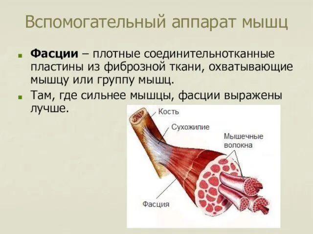 Вспомогательный аппарат мышц Фасции – плотные соединительнотканные пластины из фиброзной ткани,