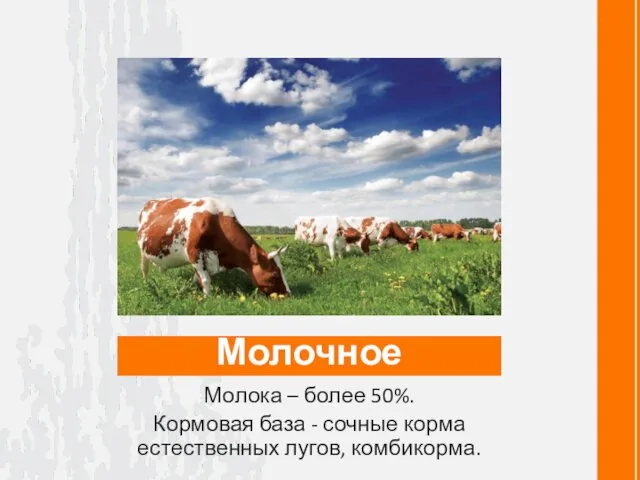 Молочное Молока – более 50%. Кормовая база - сочные корма естественных лугов, комбикорма.