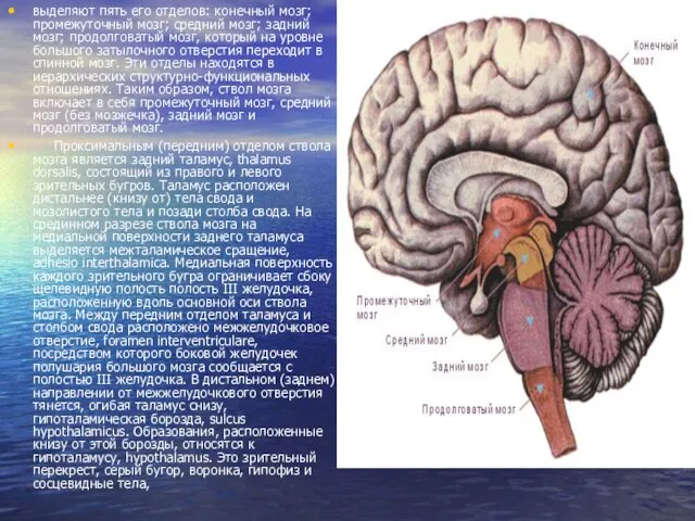 выделяют пять его отделов: конечный мозг; промежуточный мозг; средний мозг; задний