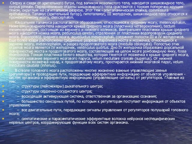 Сверху и сзади от зрительного бугра, под валиком мозолистого тела, находится