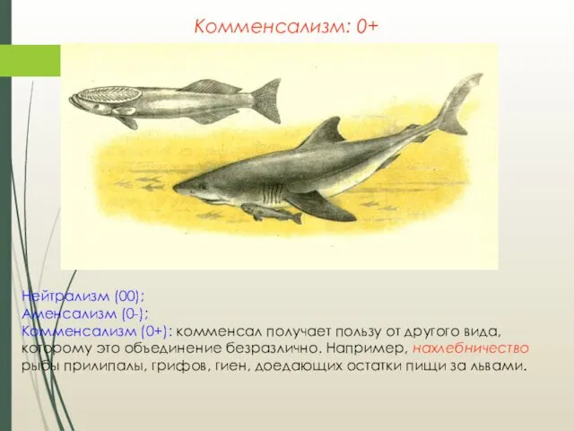 Нейтрализм (00); Аменсализм (0-); Комменсализм (0+): комменсал получает пользу от другого