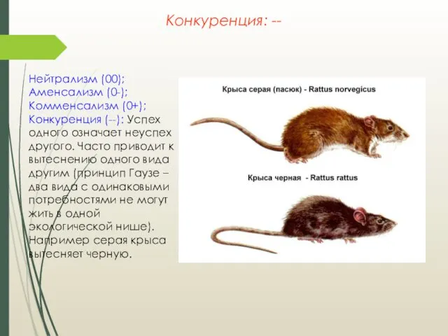 Нейтрализм (00); Аменсализм (0-); Комменсализм (0+); Конкуренция (--): Успех одного означает