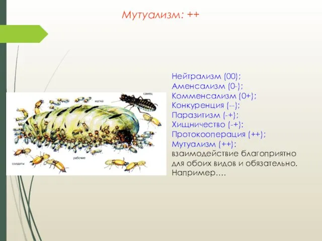 Нейтрализм (00); Аменсализм (0-); Комменсализм (0+); Конкуренция (--); Паразитизм (-+); Хищничество