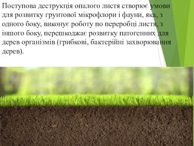 Поступова деструкція опалого листя створює умови для розвитку грунтової мікрофлори і