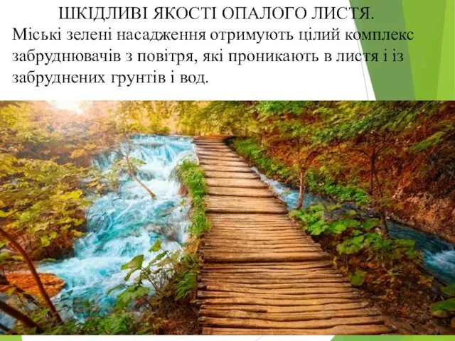 ШКІДЛИВІ ЯКОСТІ ОПАЛОГО ЛИСТЯ. Міські зелені насадження отримують цілий комплекс забруднювачів