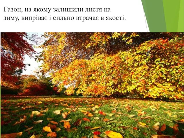 Газон, на якому залишили листя на зиму, випріває і сильно втрачає в якості.