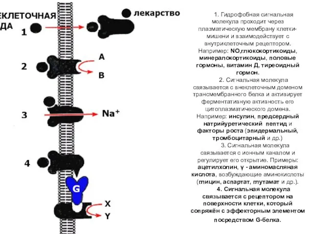 1. Гидрофобная сигнальная молекула проходит через плазматическую мембрану клетки-мишени и взаимодействует