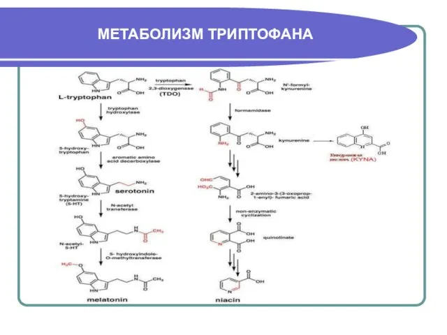 МЕТАБОЛИЗМ ТРИПТОФАНА