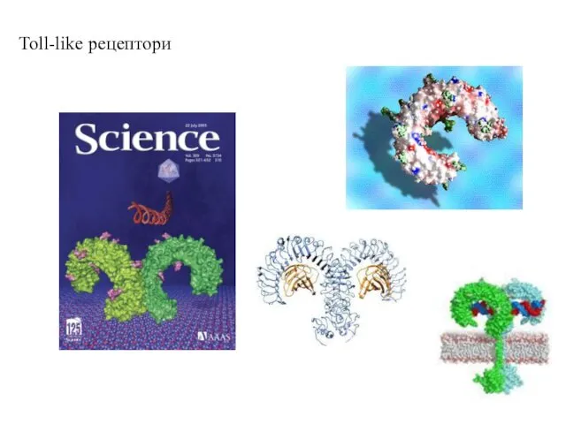 Toll-like рецептори
