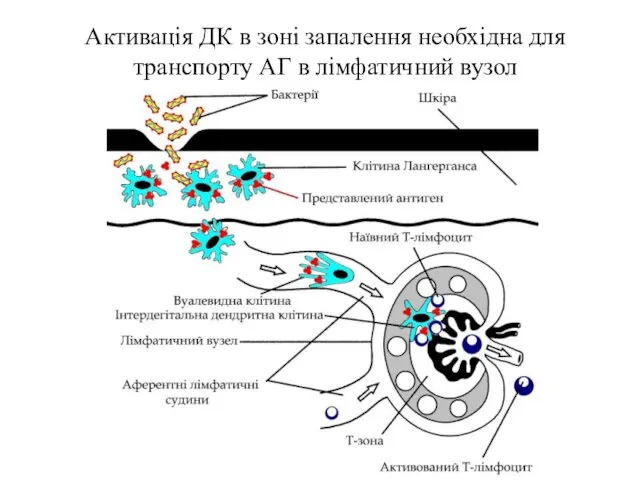 Активація ДК в зоні запалення необхідна для транспорту АГ в лімфатичний вузол