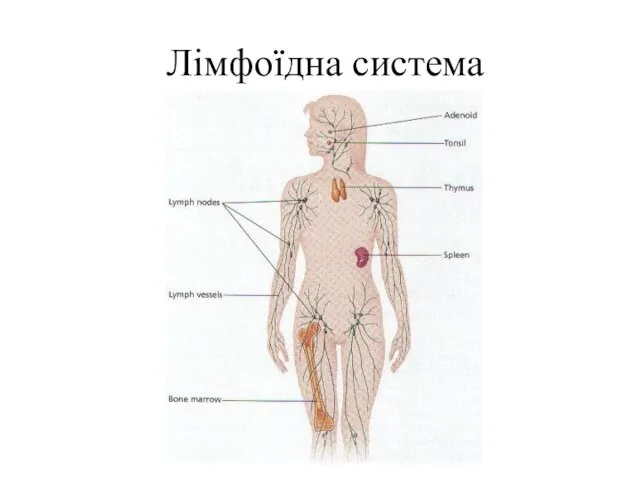 Лімфоїдна система