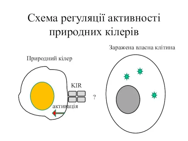 Схема регуляції активності природних кілерів Природний кілер Заражена власна клітина KIR активація ?