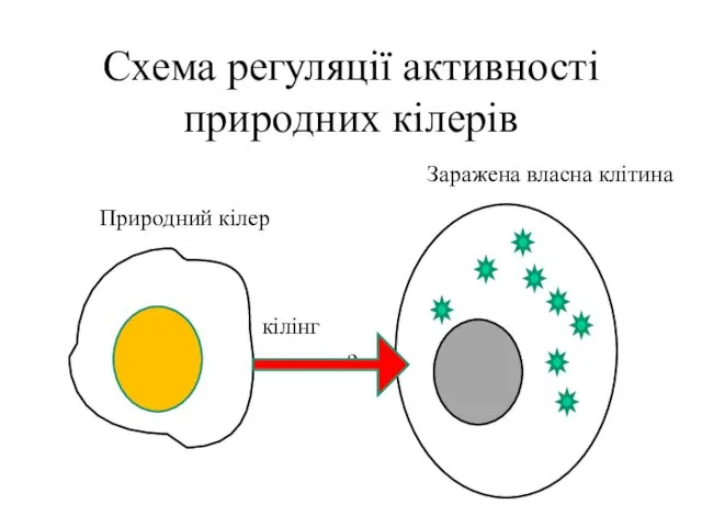 Схема регуляції активності природних кілерів Природний кілер Заражена власна клітина кілінг ?