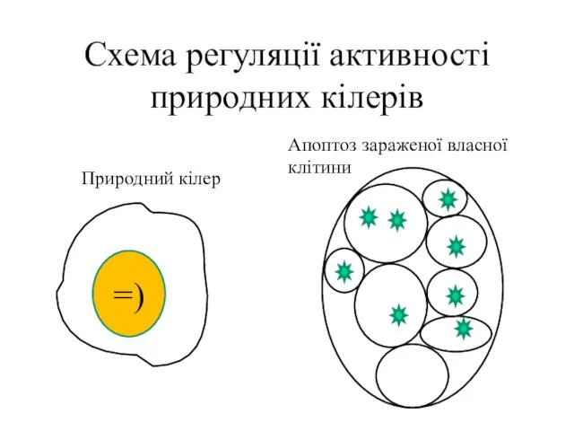 Схема регуляції активності природних кілерів =) Природний кілер Апоптоз зараженої власної клітини